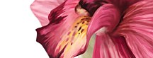 panorámy s kvetmi Obraz zs18502